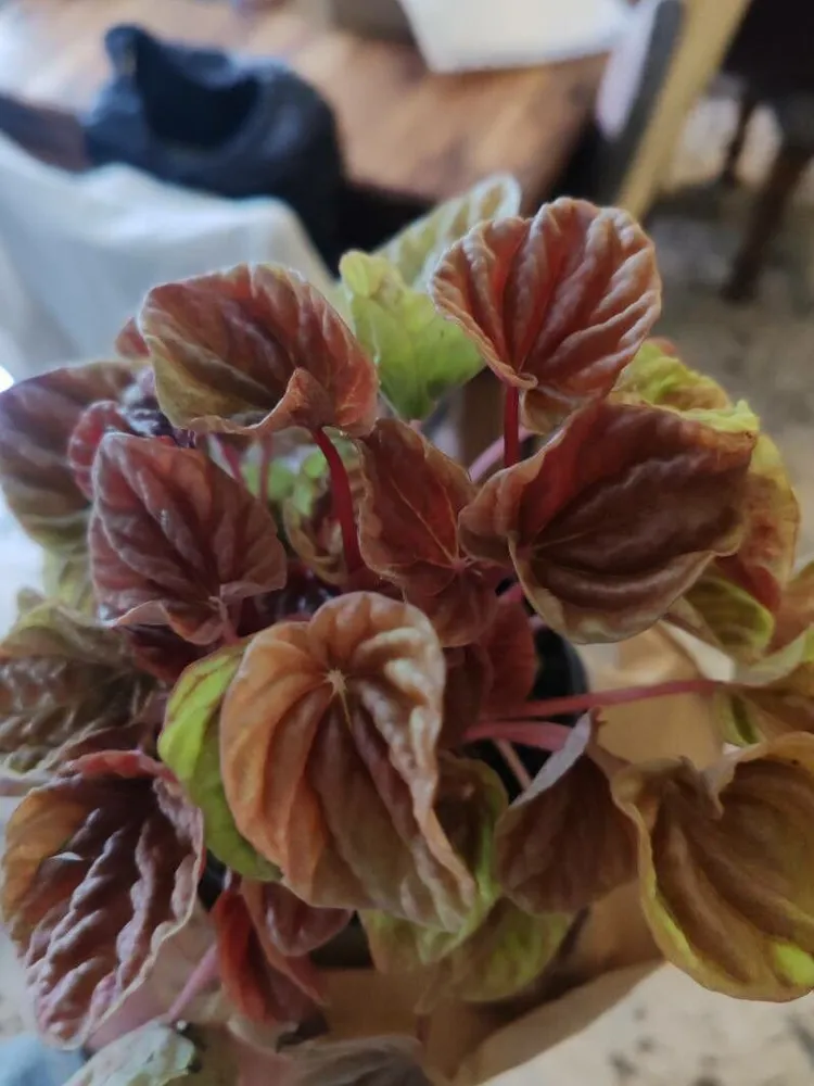 peperomia quito plant showing characteristic features