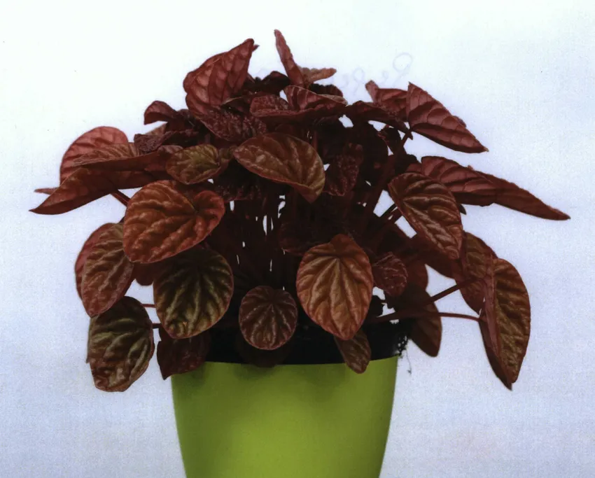 peperomia quito plant showing characteristic features