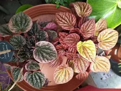 thumbnail peperomia caperata 'quito'