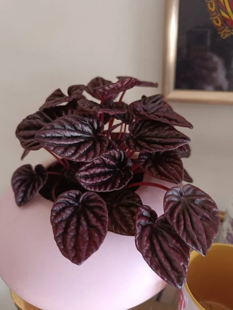peperomia red luna plant showing characteristic features