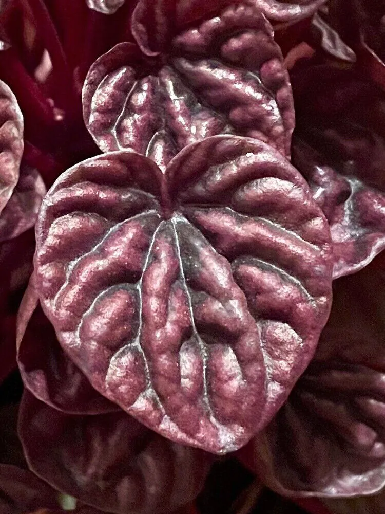peperomia red luna plant showing characteristic features