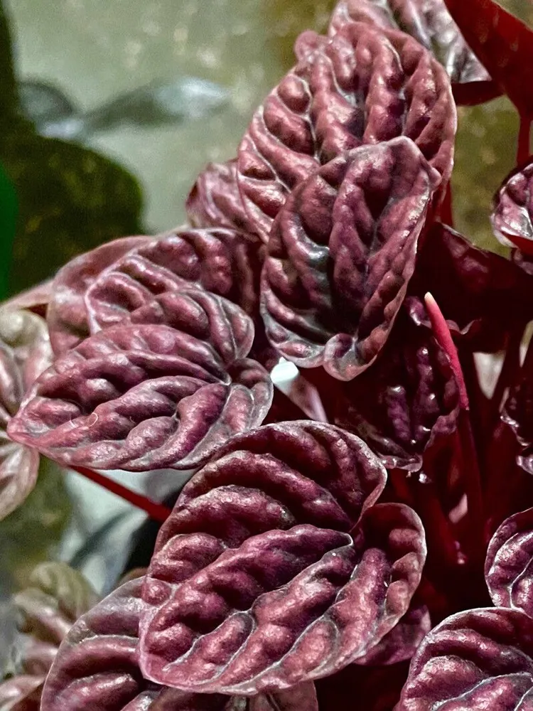 peperomia red luna plant showing characteristic features