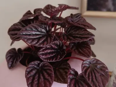 thumbnail peperomia caperata 'red luna'