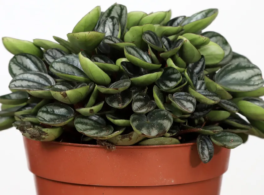 peperomia royal princess plant showing characteristic features