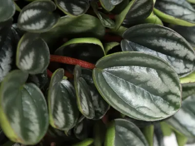 thumbnail peperomia caperata 'royal princess'