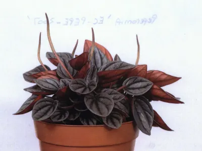 thumbnail peperomia caperata 'santorini'