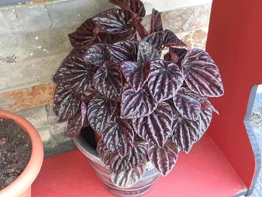 peperomia schumi red plant showing characteristic features