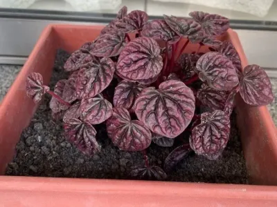 thumbnail peperomia caperata 'schumi red'