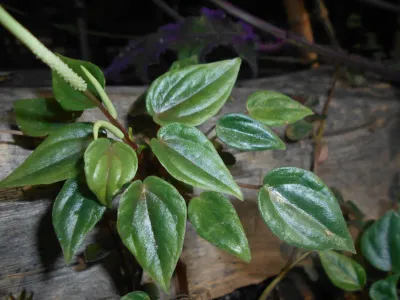 thumbnail peperomia marmorata
