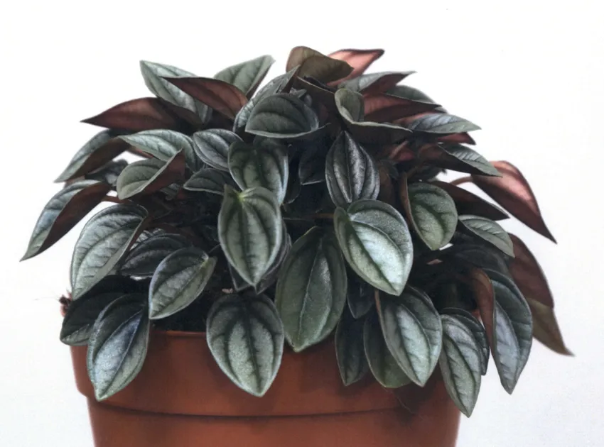 peperomia napoli nights plant showing characteristic features