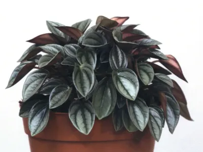 thumbnail peperomia 'napoli nights'