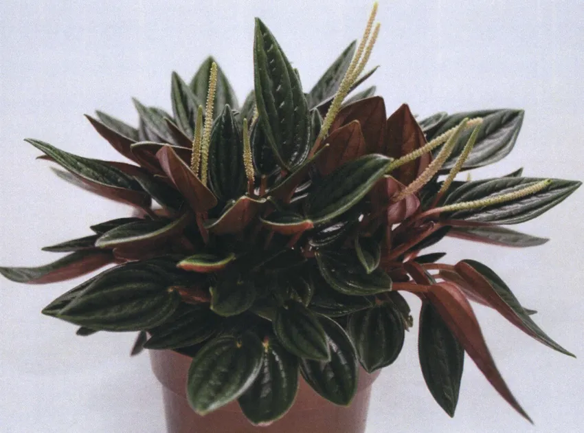 peperomia rosso plant showing characteristic features