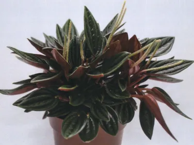thumbnail peperomia 'rosso'