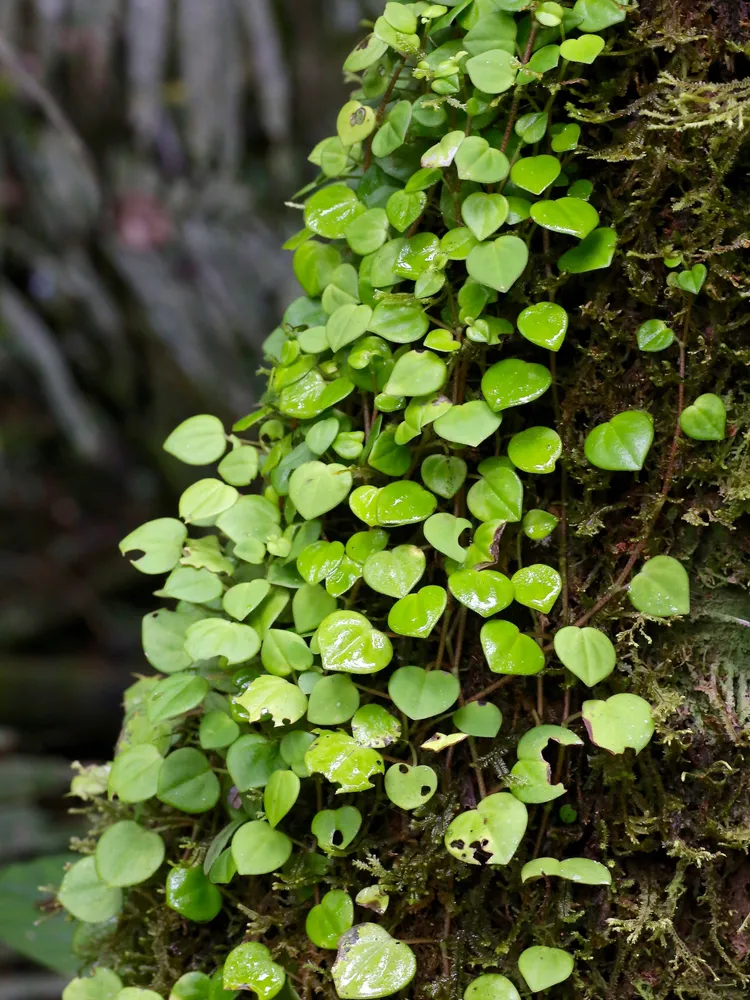 Plante peperomia serpens montrant ses caractéristiques typiques