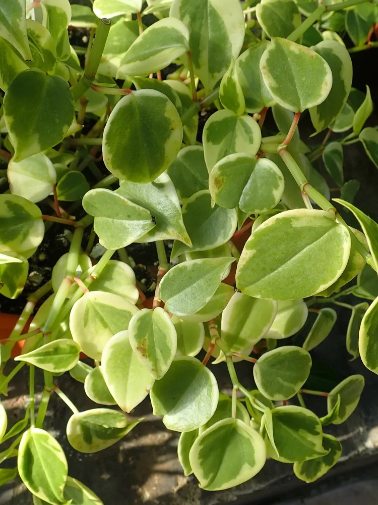 peperomia variegata plant showing characteristic features