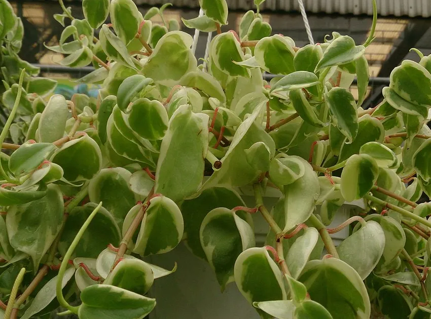 peperomia variegata plant showing characteristic features