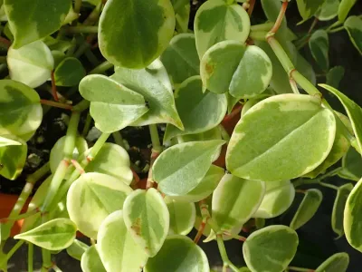 thumbnail peperomia serpens 'variegata'