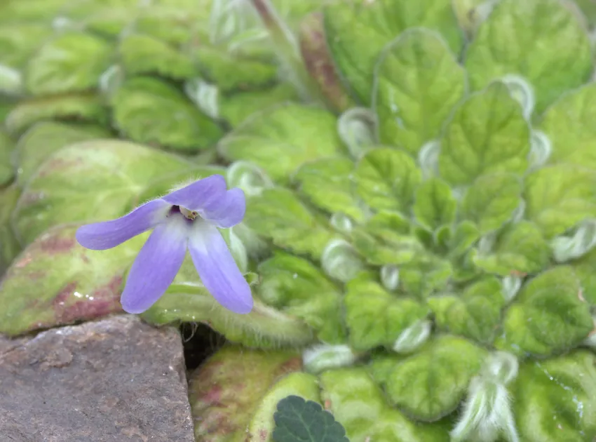 petrocosmea kerrii plant showing characteristic features