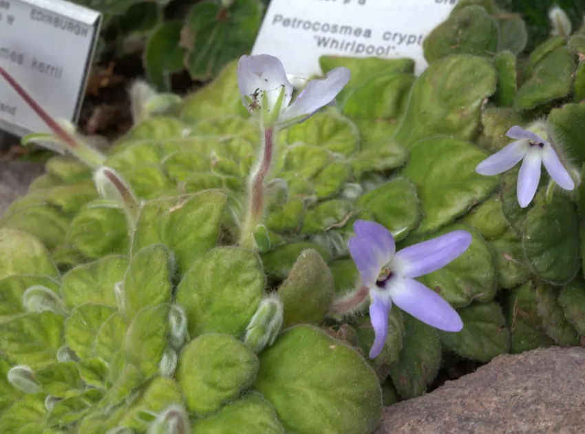 petrocosmea kerrii plant showing characteristic features