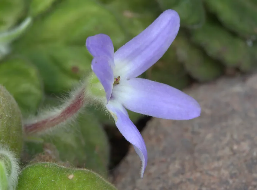 petrocosmea kerrii plant showing characteristic features