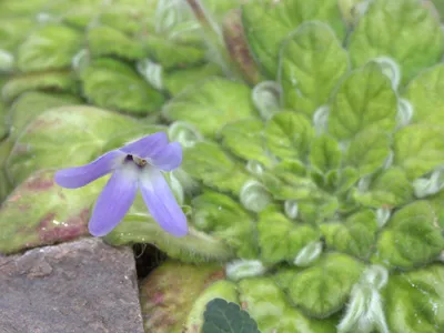 thumbnail petrocosmea kerrii