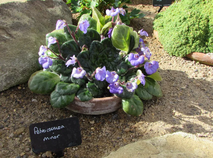 petrocosmea minor plant showing characteristic features