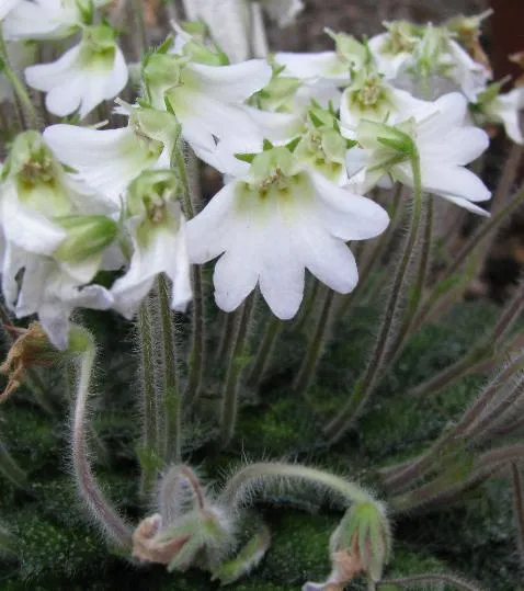 petrocosmea rosettifolia plant showing characteristic features