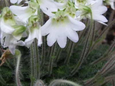 thumbnail petrocosmea rosettifolia