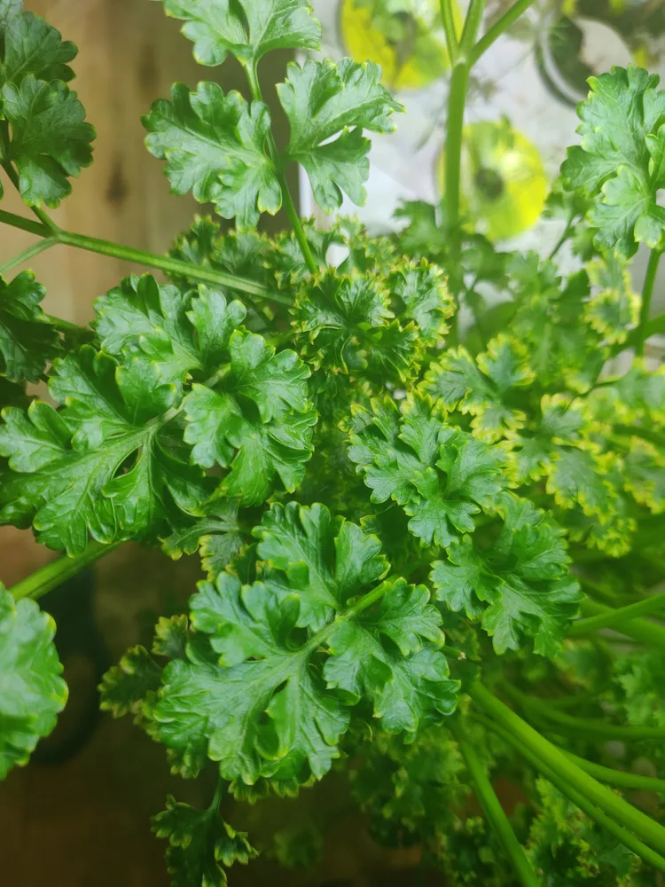 petroselinum crispum plant showing characteristic features
