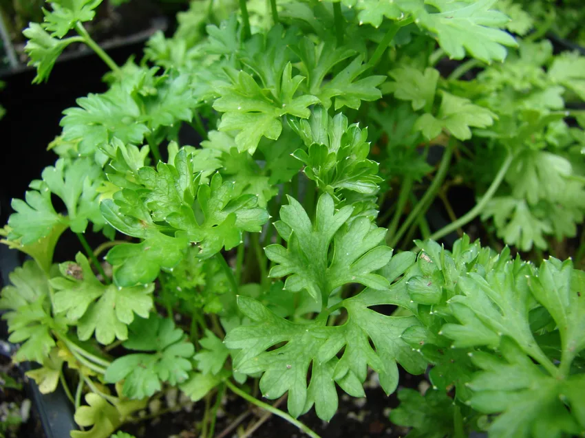 petroselinum crispum plant showing characteristic features