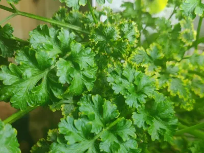 thumbnail petroselinum crispum