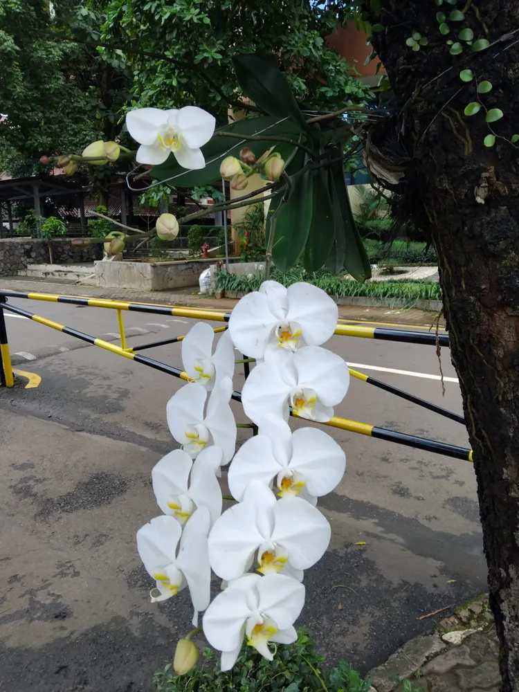 phalaenopsis amabilis plant showing characteristic features