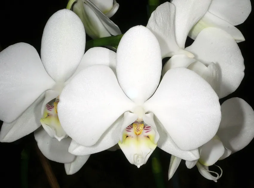 phalaenopsis amabilis plant showing characteristic features