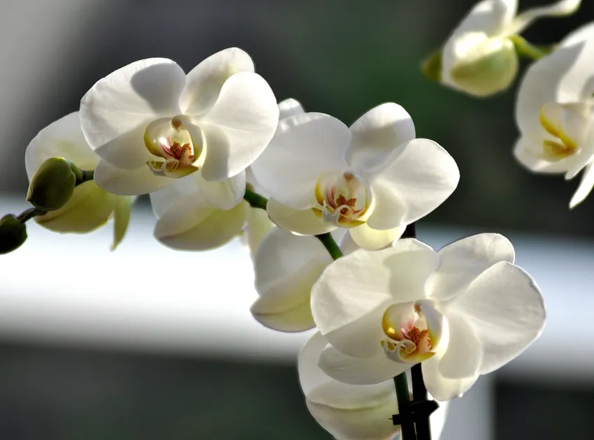 phalaenopsis amabilis plant showing characteristic features