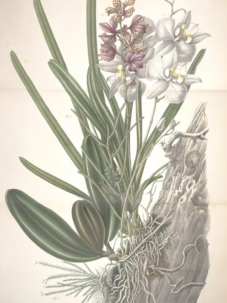 phalaenopsis amabilis plant showing characteristic features