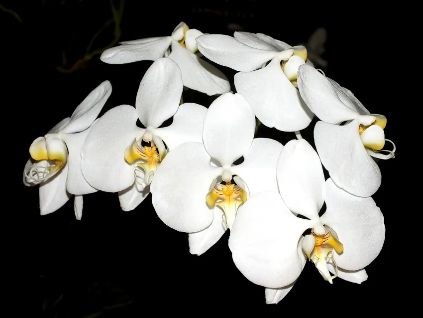 phalaenopsis amabilis plant showing characteristic features