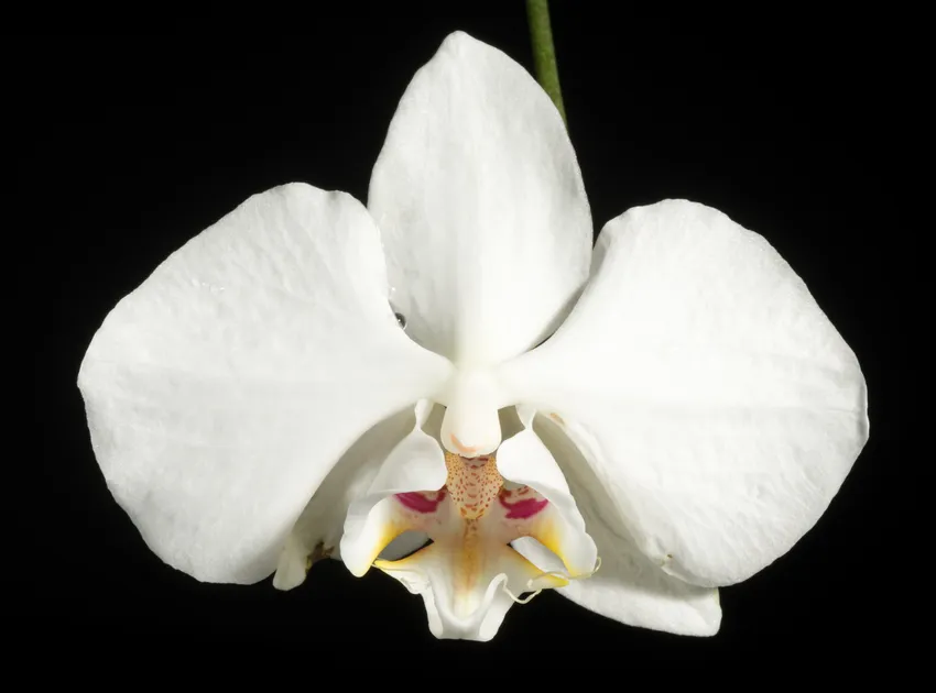 phalaenopsis aphrodite plant showing characteristic features