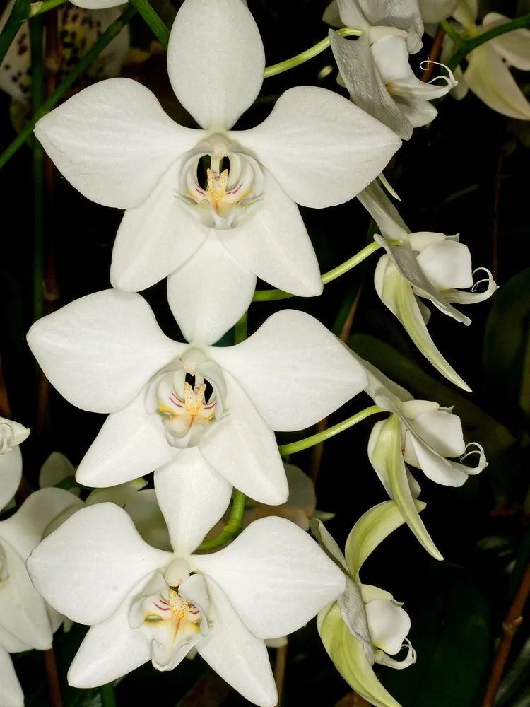 phalaenopsis aphrodite plant showing characteristic features