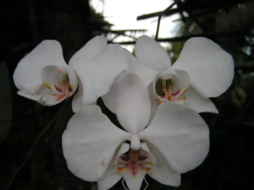 phalaenopsis aphrodite plant showing characteristic features