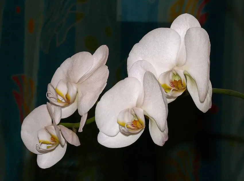 phalaenopsis aphrodite plant showing characteristic features