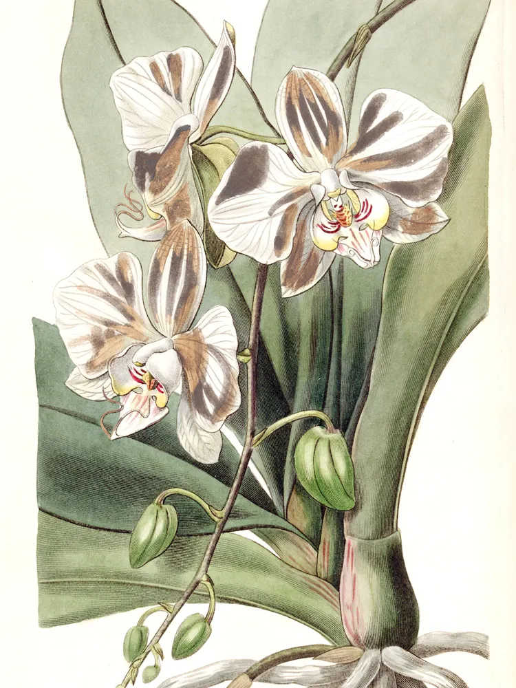 phalaenopsis aphrodite plant showing characteristic features