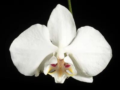 phalaenopsis aphrodite thumbnail