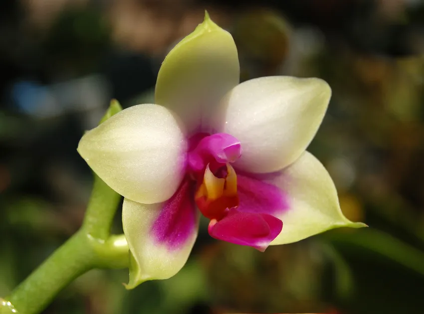 phalaenopsis bellina plant showing characteristic features