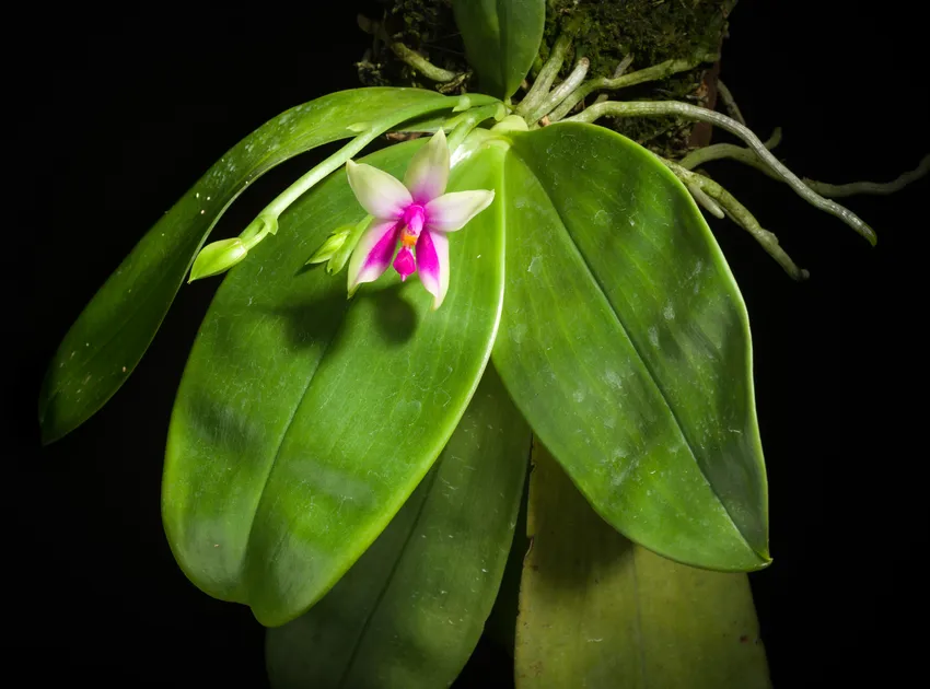 phalaenopsis bellina plant showing characteristic features