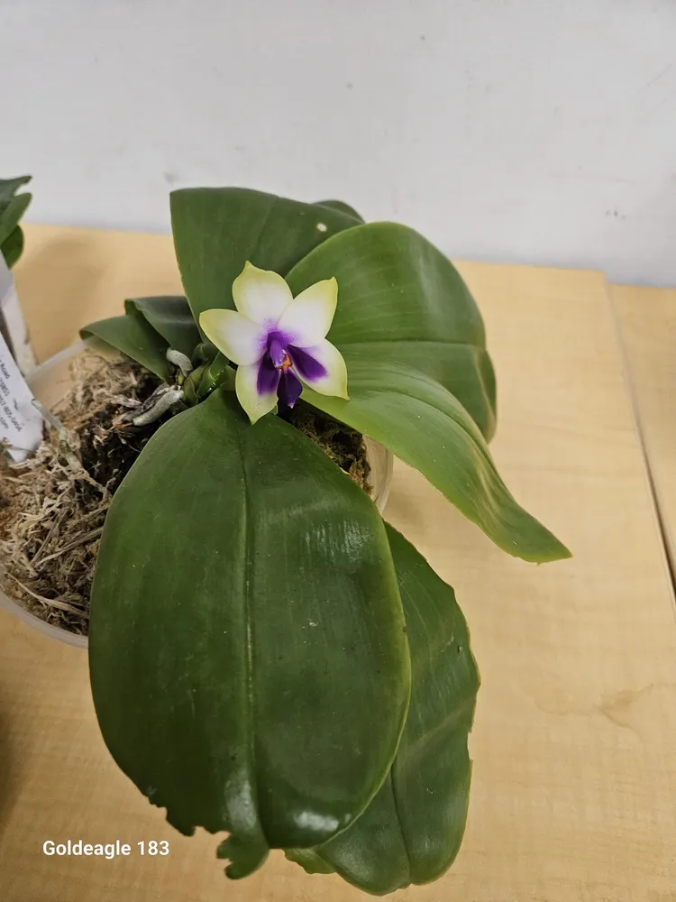 phalaenopsis bellina plant showing characteristic features