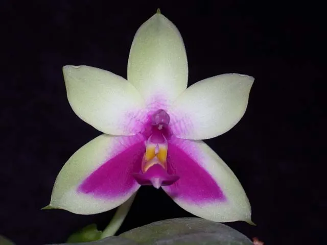 phalaenopsis bellina plant showing characteristic features