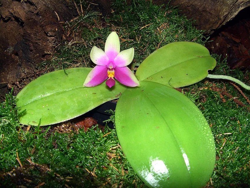 phalaenopsis bellina plant showing characteristic features