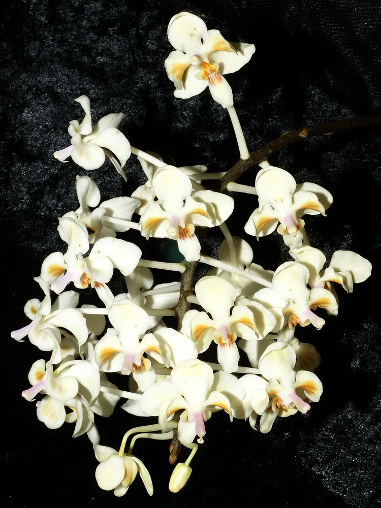 phalaenopsis celebensis plant showing characteristic features