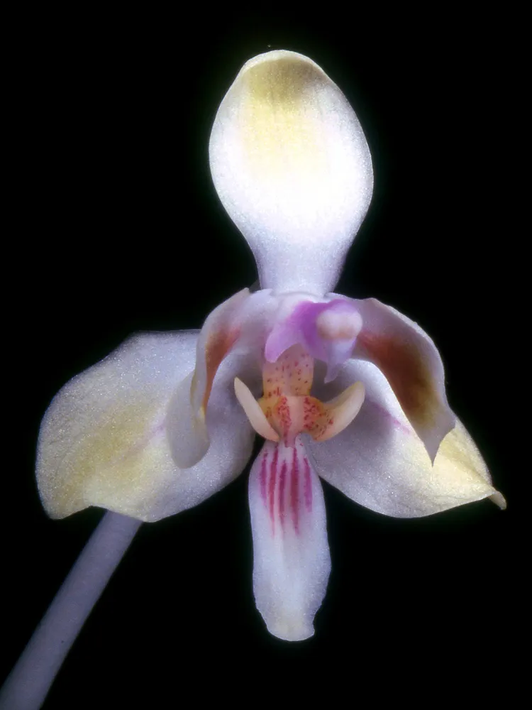 phalaenopsis celebensis plant showing characteristic features