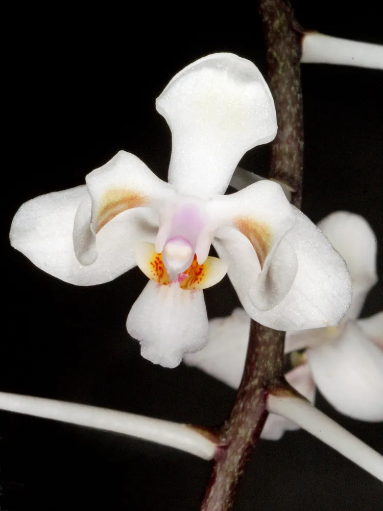 phalaenopsis celebensis plant showing characteristic features